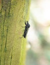 St. Mark's Fly aka Bibio marci resting in the sunshine.