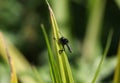 A St Mark`s fly, Bibio marci, perching on a reed in spring in the UK.