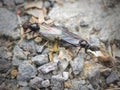 St. Mark\'s fly or hawthorn fly (Bibio marci).