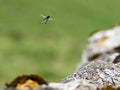 St Mark\'s fly, or hawthorn fly in flight over a dry stone wall