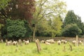 St Mary North Elmham - sheep grazing Royalty Free Stock Photo