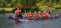 Ladies dragon boat team in orange racing on the river Ouse. Royalty Free Stock Photo