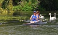 Ladies pairs Sculling on river avoiding swans which are very close.