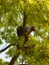 Tree Surgeon up tree with chainsaw trimming.