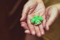 St. Patrick clover gingerbread holiday symbol is on a hand festive