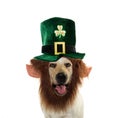 ST PATRICK DOG, FUNNY LABRADOR RETRIEVER WEARING A GREEN LEPRECHAUM HAT WITH FUNNY BEARD. ISOLATED SHOT ON WHITE BACKGROUND