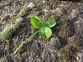 St. Patrick`s Day background with clover or shamrock on the rock in forest