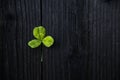 St patrick`s day concept - shamrock on wood boards. Abstract Border art design magic backdrop