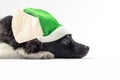 St. Patrick`s Day a cute mongrel puppy. Portrait of a dog on Patrick`s Day celebration Royalty Free Stock Photo