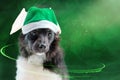 St. Patrick`s Day a cute mongrel puppy. Portrait of a dog on Patrick`s Day celebration Royalty Free Stock Photo