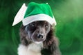 St. Patrick`s Day a cute mongrel puppy. Portrait of a dog on Patrick`s Day celebration Royalty Free Stock Photo