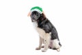 St. Patrick`s Day a cute mongrel puppy. Portrait of a dog on Patrick`s Day celebration Royalty Free Stock Photo