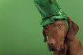 St.Patrick's Day dog