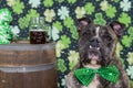 St. Patrick's Day Dog