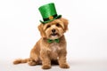 St Patrick\'s day dog in green hat ,isolated on white Royalty Free Stock Photo