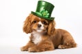 A cute puppy or dog wearing green hat for celebrating St Patrick\'s Day isolated on white background. Irish Day Royalty Free Stock Photo