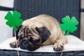 St. Patrick`s Day dog pug with paper green clover Royalty Free Stock Photo