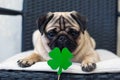 St. Patrick`s Day dog pug with paper green clover Royalty Free Stock Photo