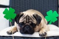 St. Patrick`s Day dog pug with paper green clover Royalty Free Stock Photo