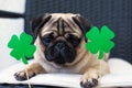 St. Patrick`s Day dog pug with paper green clover Royalty Free Stock Photo