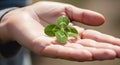 St. Patrick's Day four-leaf clover held gently in open hand, pure luck Royalty Free Stock Photo