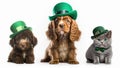 St. Patricks day kitten and two puppies wearing green leprechaun hats.