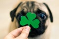 St. Patrick`s Day paper green clover on the nose of a pug dog Royalty Free Stock Photo