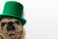 St. Patrick`s Day. Pug dog in a leprechaun hat on a white background Royalty Free Stock Photo