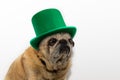 St. Patrick`s Day. Pug dog in a leprechaun hat on a white background Royalty Free Stock Photo