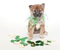 St. Patrick's Day Puppy