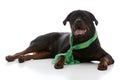 St. Patrick's Day Rottie