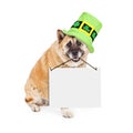 St Patricks Akita Dog Carrying Blank Sign Royalty Free Stock Photo