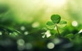 St Patricks Day Background. Big three leaf clover close up, luck winning ticket. Green grass, blur, bokeh, de focus, morning light