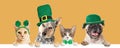 St Patricks Day Cats and Dogs Over Banner Royalty Free Stock Photo