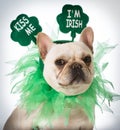 St Patricks Day dog Royalty Free Stock Photo