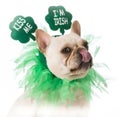St Patricks Day dog Royalty Free Stock Photo