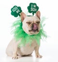 St Patricks Day dog Royalty Free Stock Photo