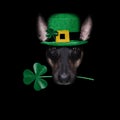 St patricks day dog