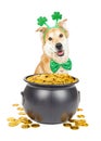 St Patricks Day Dog With Pot of Gold Royalty Free Stock Photo