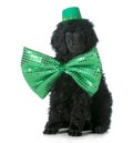 St Patricks Day dog Royalty Free Stock Photo