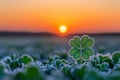 st patricks day four leaf clover close up with evening sunset in background, Royalty Free Stock Photo