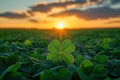 st patricks day four leaf clover close up with evening sunset in background, Royalty Free Stock Photo