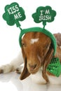 St patricks day goat Royalty Free Stock Photo