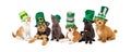 St Patricks Day Puppies and Kittens Royalty Free Stock Photo