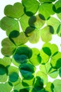St.Patricks day shamrocks Royalty Free Stock Photo