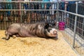 Largest Boar pig, a Berkshire, at the Swine Barn at the Minnesota State Fair Royalty Free Stock Photo