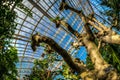 Inside the Majorie McNeely Conservatory, at the Como Park gardens, a common fig tree grows inside.