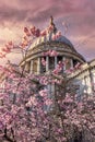 The St. Pauls cathedrale in London with colorful cherry blossoms