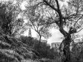 St. Peter`s Church between trees in Tel Aviv, Old Jaffa, Israel Royalty Free Stock Photo