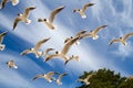 St. Petersburg. The Gulf of Finland. Sea gulls against a blue sky